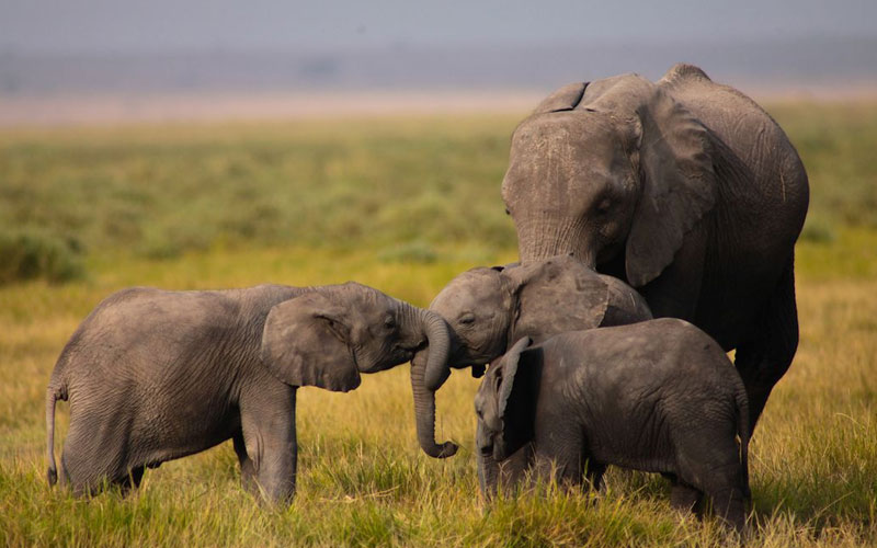Amboseli National Park Tour Package: What You Must Know?